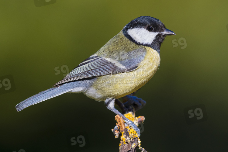 Great Tit